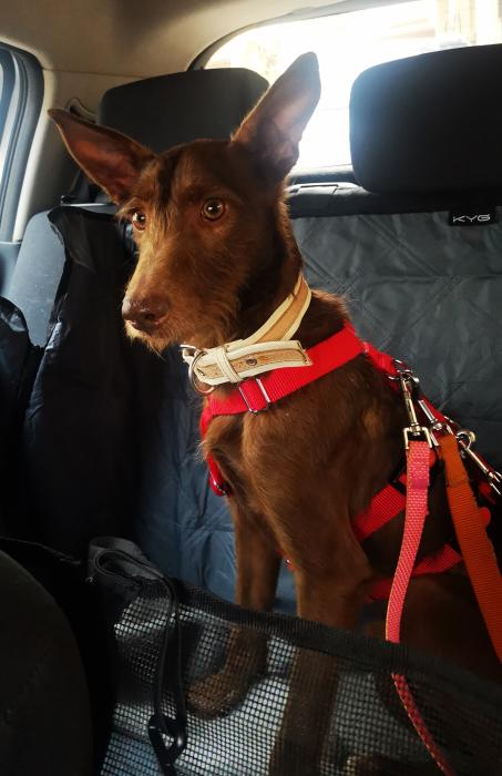 Tony, perro en adopción en Granada - foto principal