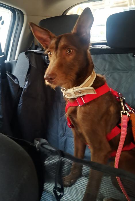 Tony, perro en adopción en Granada - foto 2