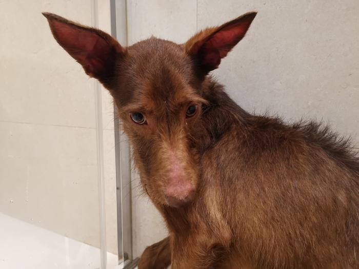 Tony, perro en adopción en Granada - foto 3