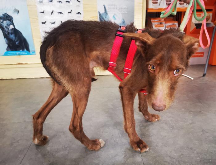 Tony, perro en adopción en Granada - foto 4