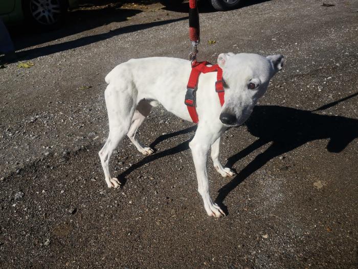Sabina, perro en adopción en Granada - foto principal