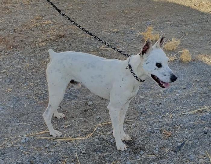 Sabina, perro en adopción en Granada - foto 2