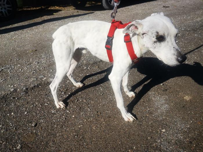 Sabina, perro en adopción en Granada - foto 3