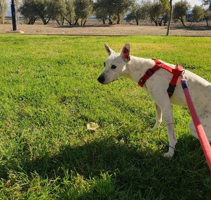 Sabina, perro en adopción en Granada - foto 4