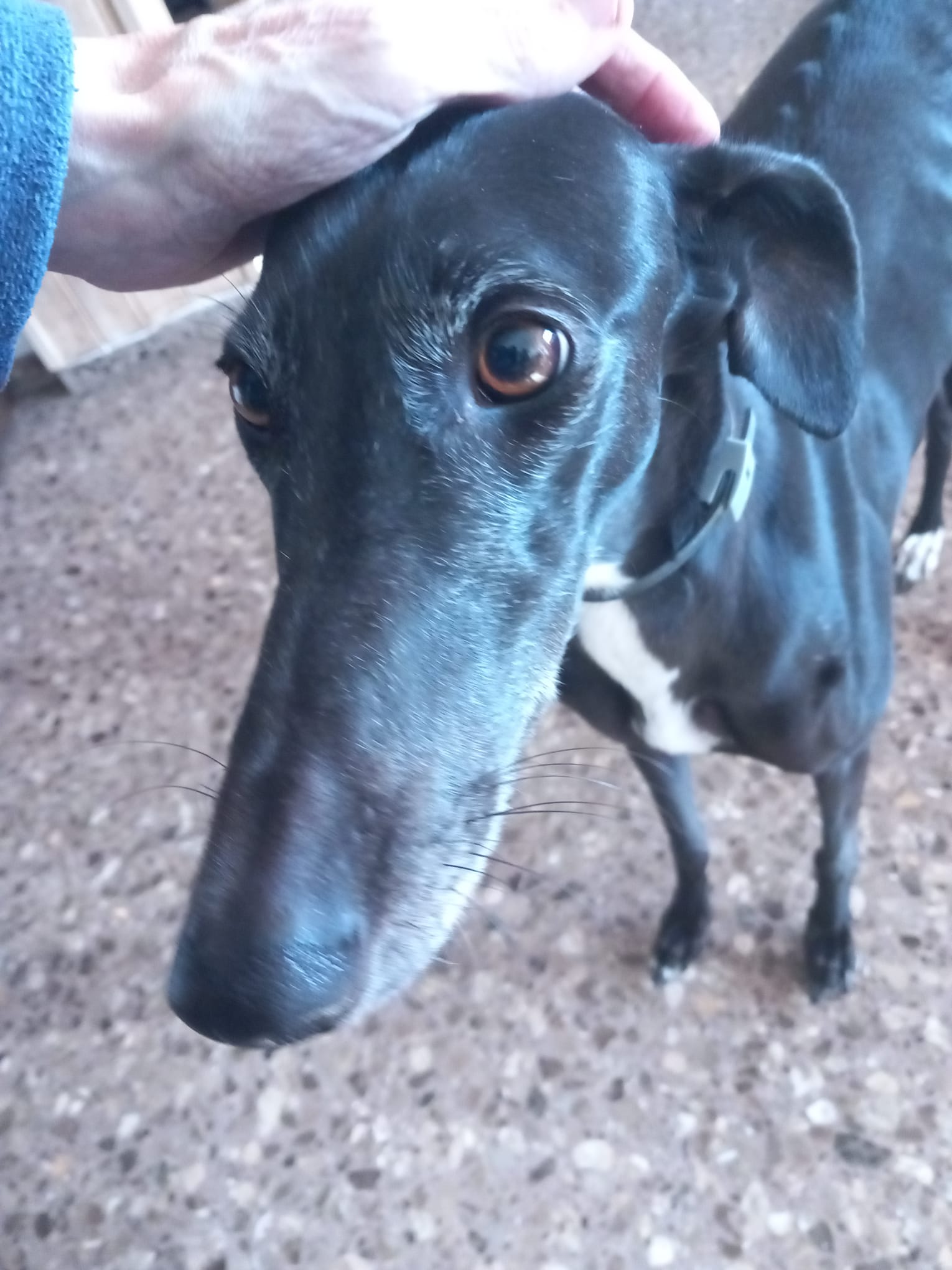 Jara, perro en adopción en València - foto principal