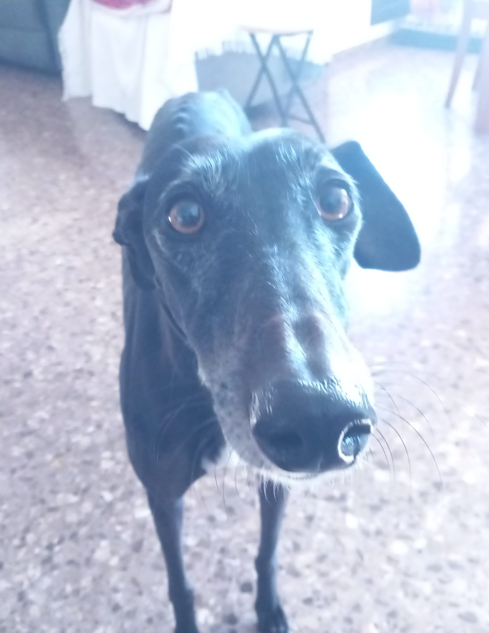 Jara, perro en adopción en València - foto 2