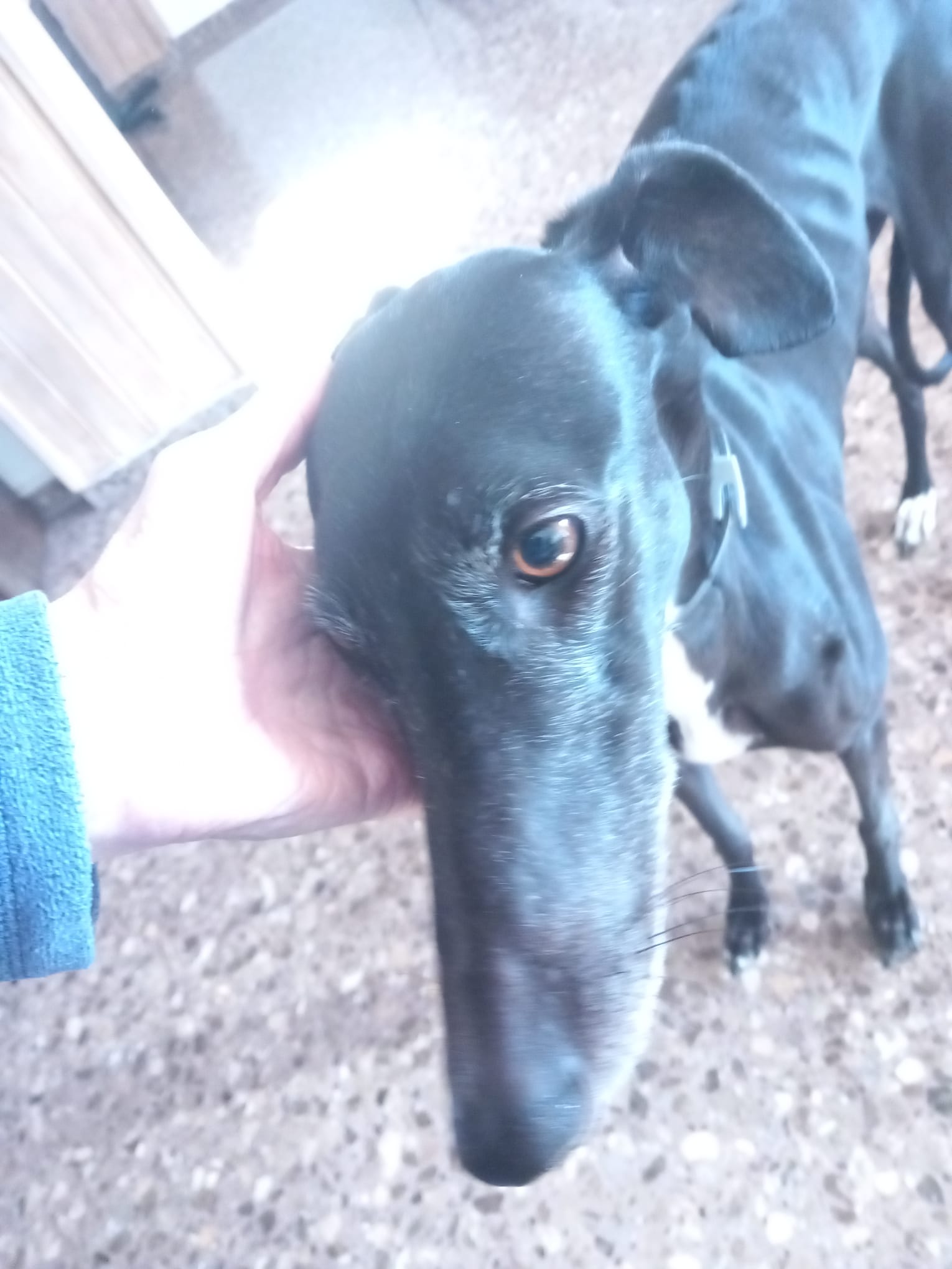 Jara, perro en adopción en València - foto 3