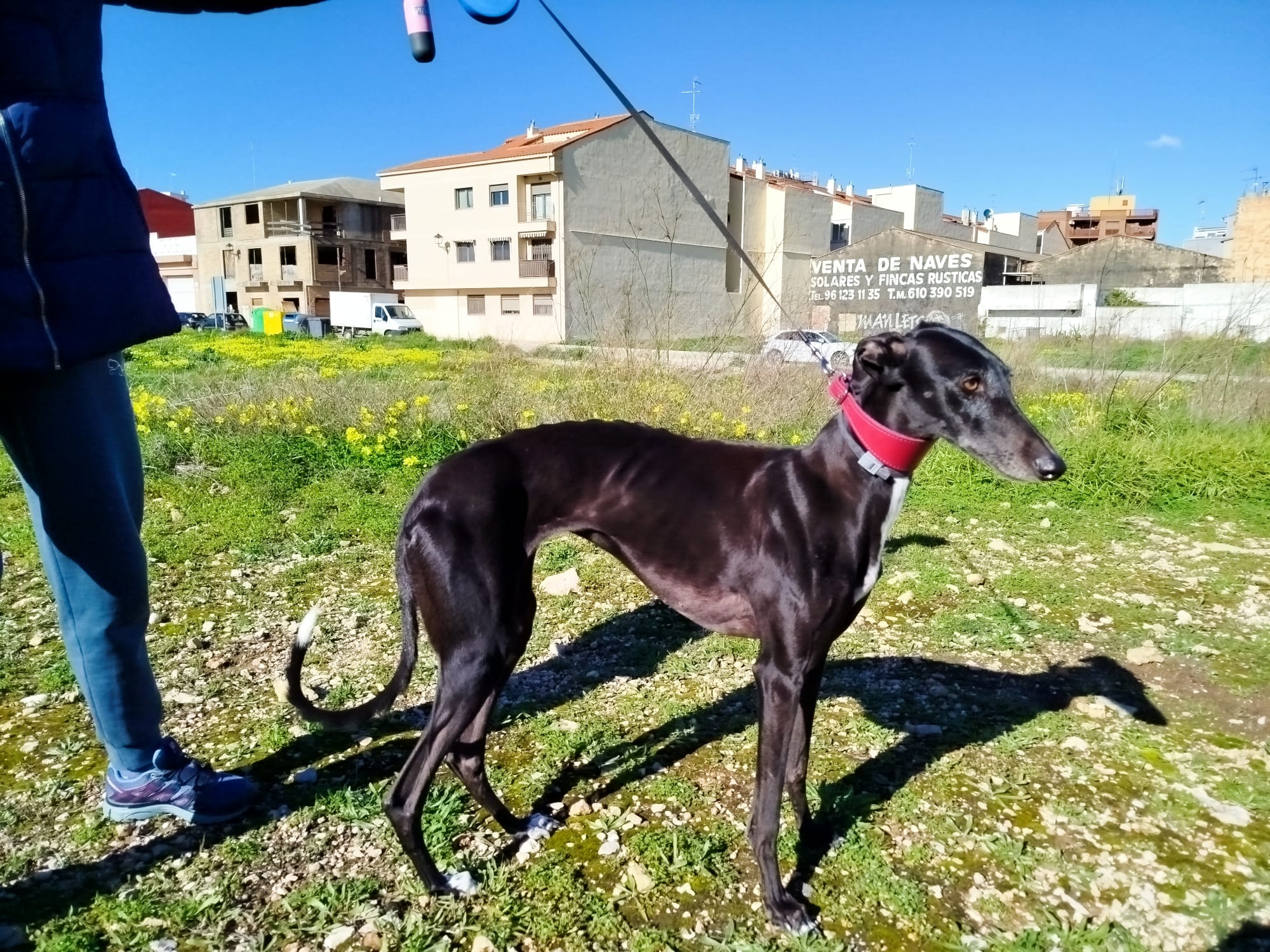 Jara, perro en adopción en València - foto 4
