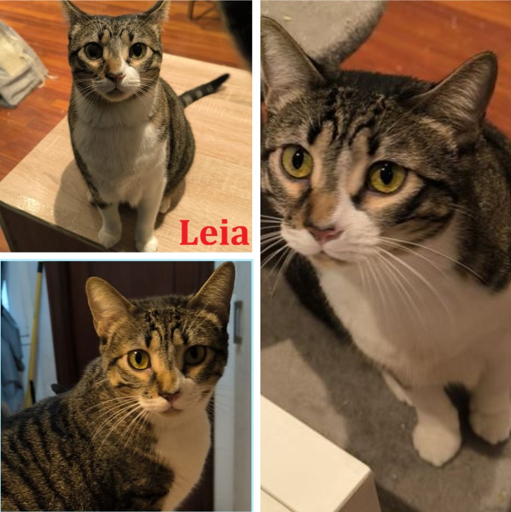 Leia, gato en adopción en Vizcaya - foto principal