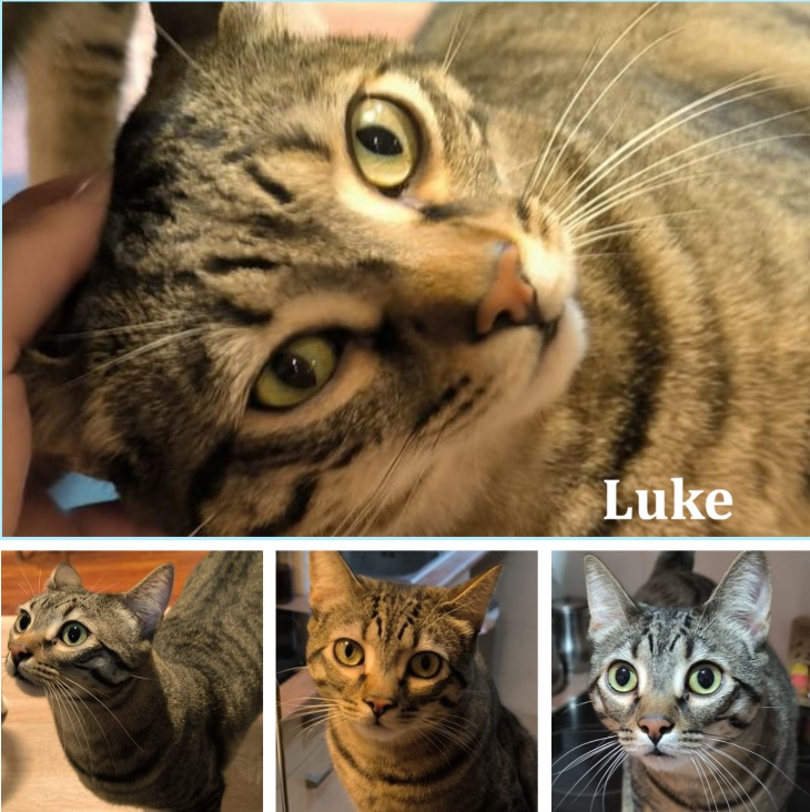 Leia, gato en adopción en Vizcaya - foto 2