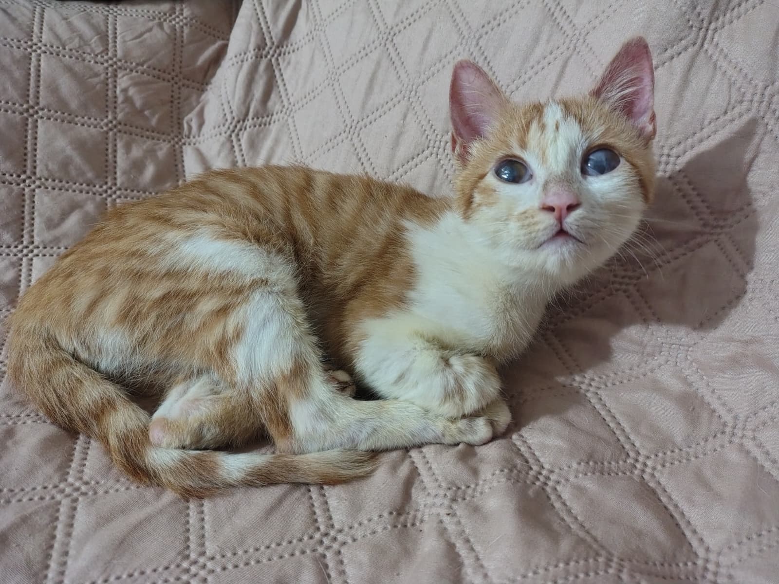 LILO, gato en adopción en Sevilla - foto principal