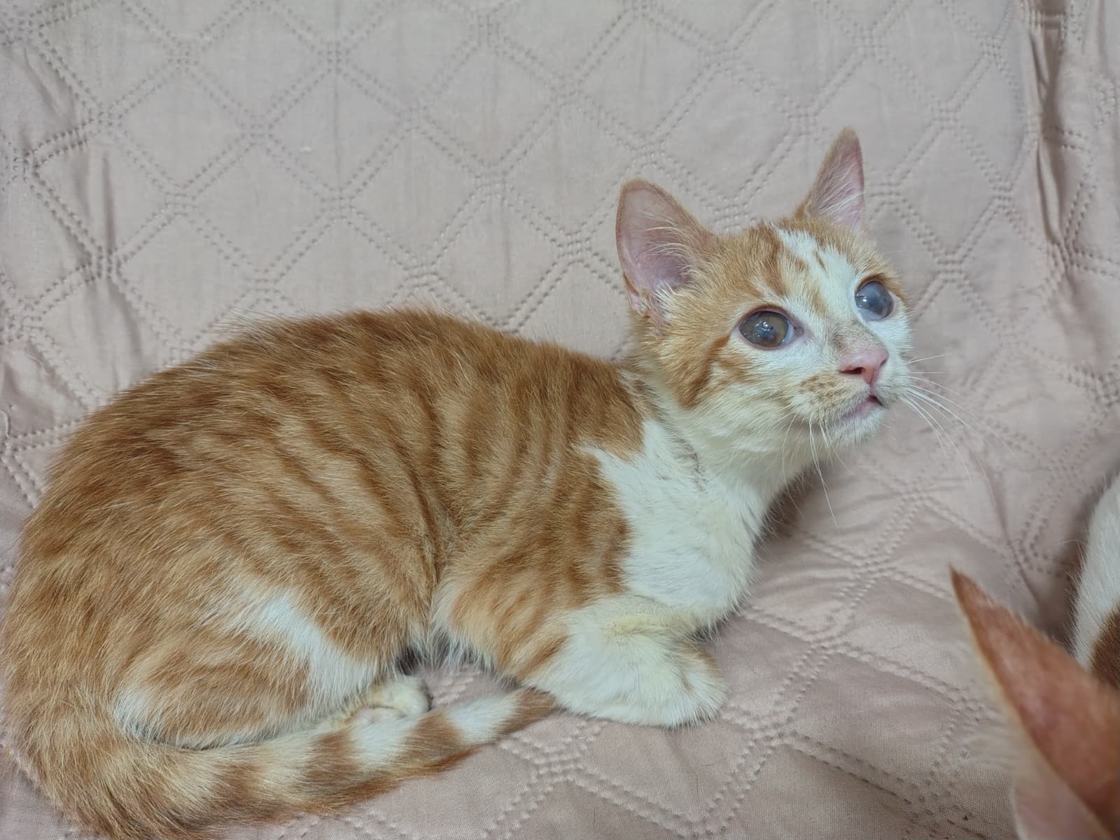 LILO, gato en adopción en Sevilla - foto 2