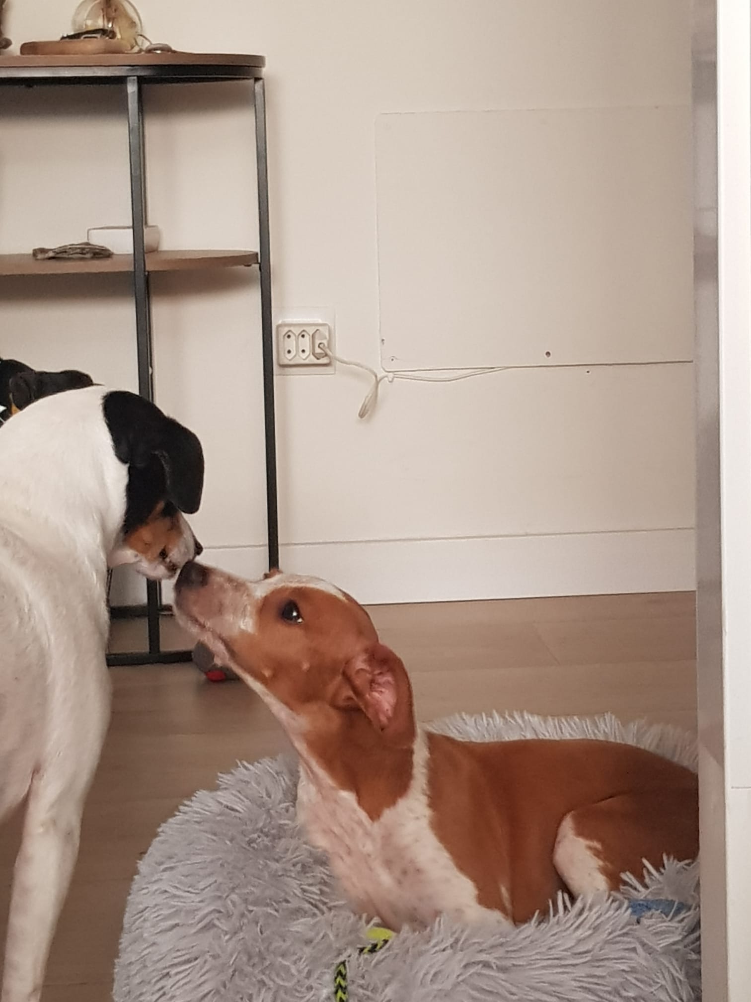 Houdini, perro en adopción en Sevilla - foto principal