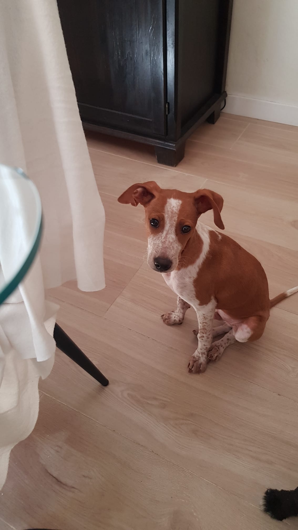 Houdini, perro en adopción en Sevilla - foto 2