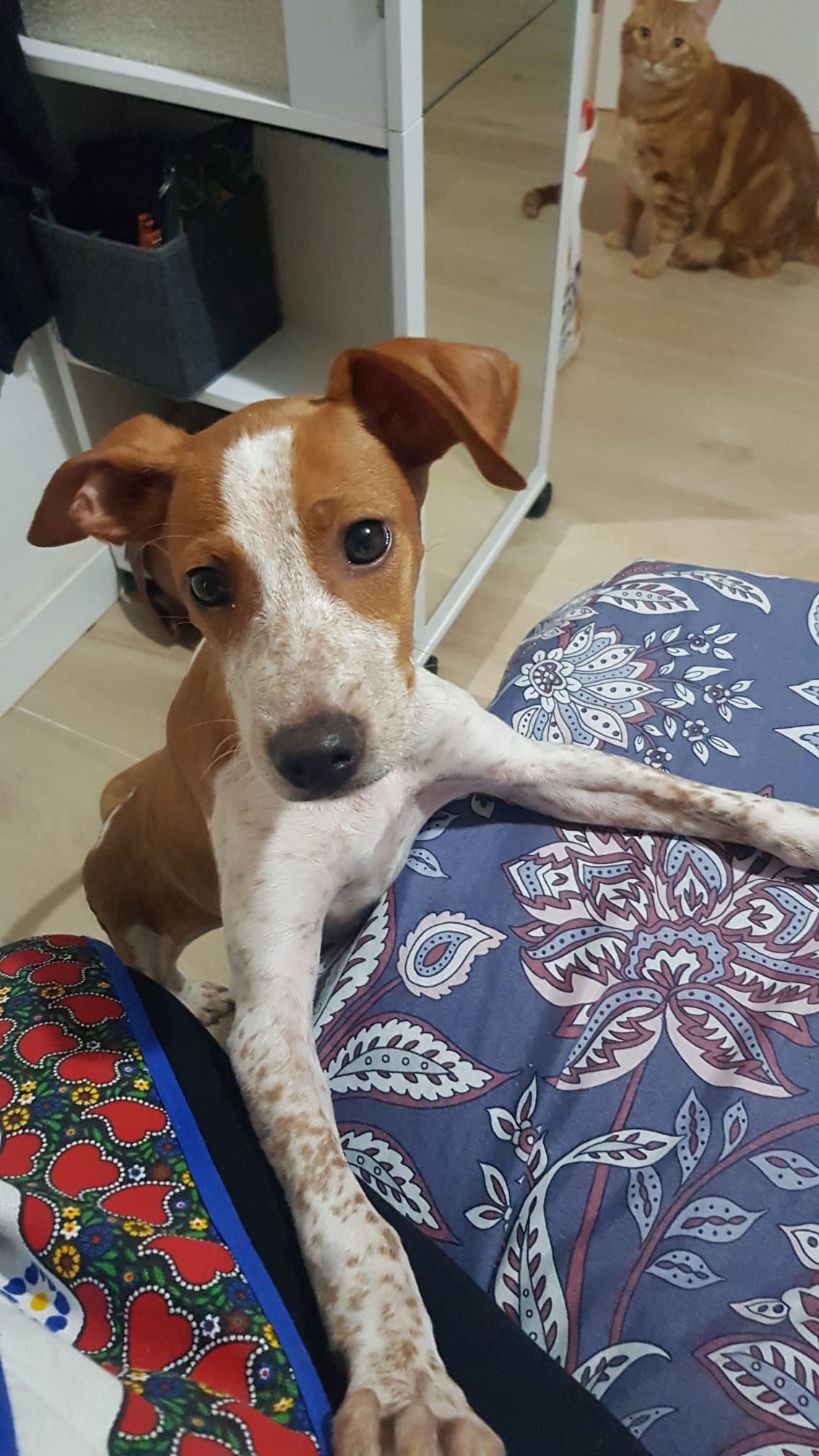 Houdini, perro en adopción en Sevilla - foto 3